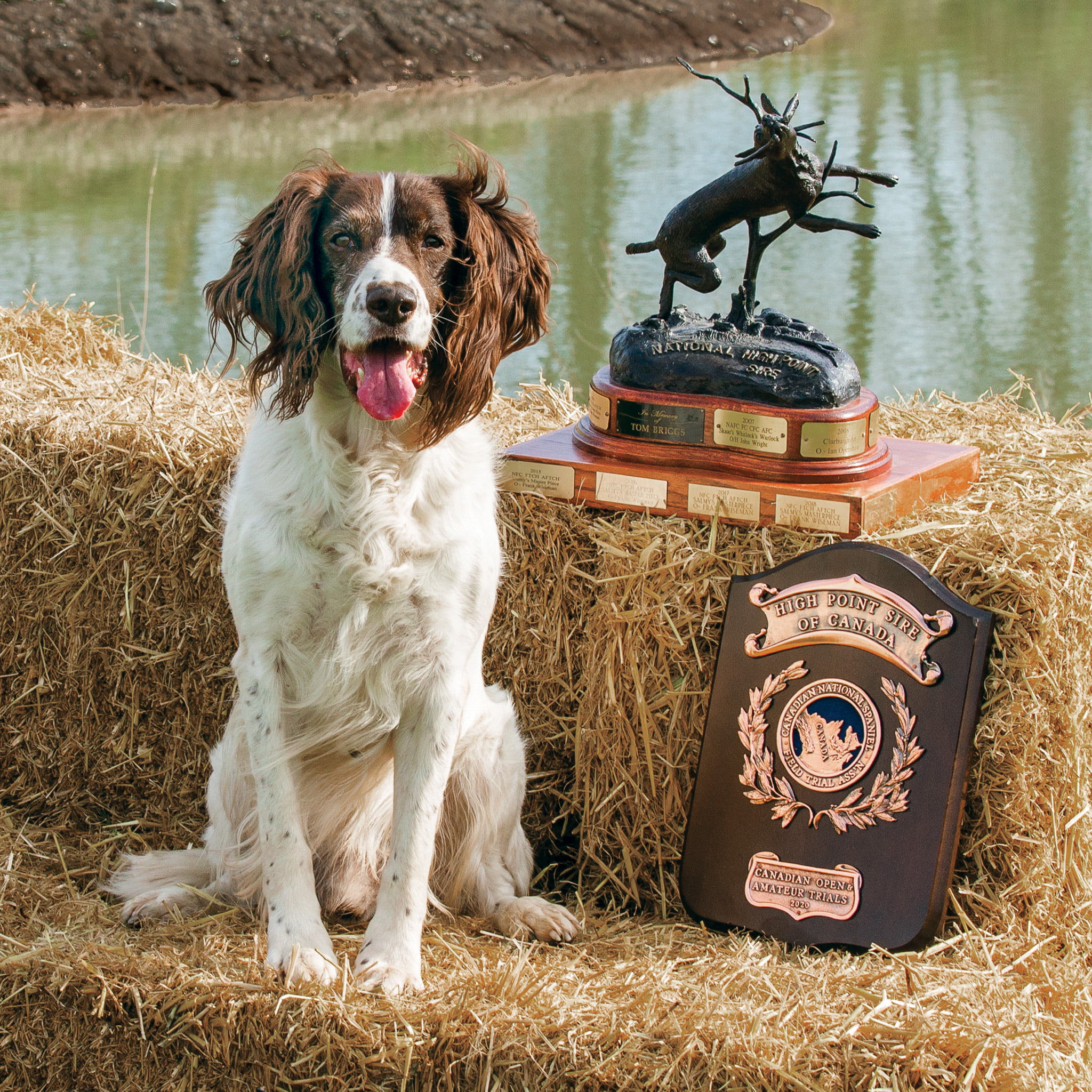 Coldwater GundogsWillie picture